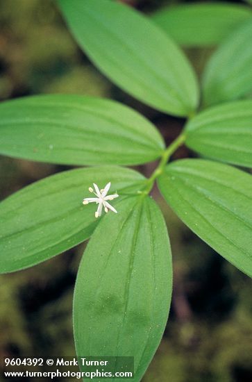 Maianthemum stellatum (Smilacina stellata)