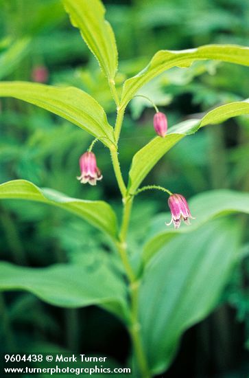 Streptopus lanceolatus</em> var. <em>curvipes