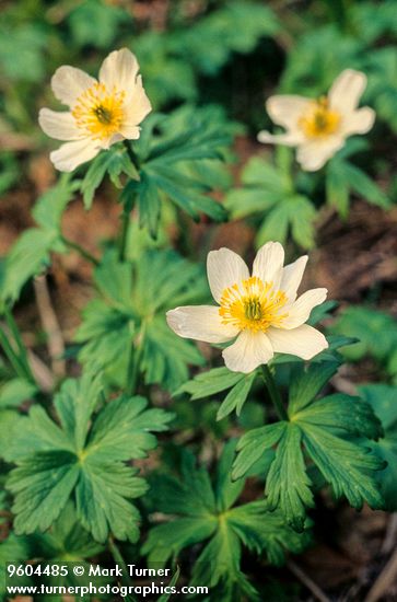 Trollius laxus