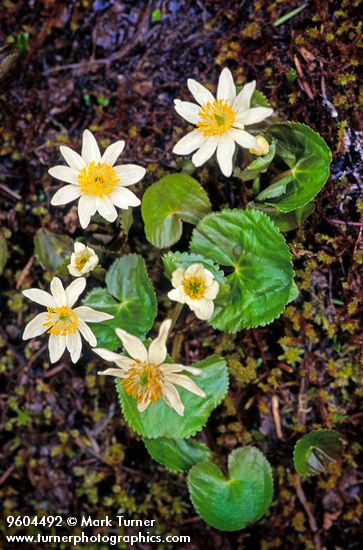 Caltha leptosepala ssp. howellii (C. biflora)