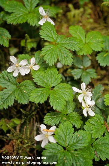Rubus pedatus