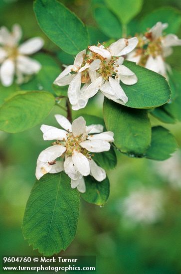 Amelanchier alnifolia