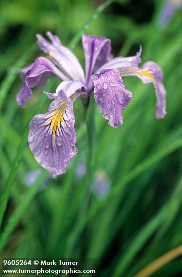 Iris tenax