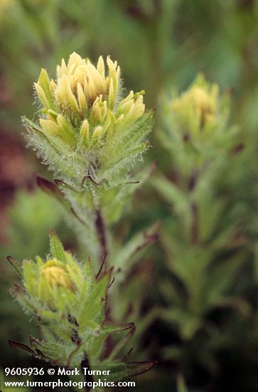 Castilleja parviflora</em> var. <em>albida