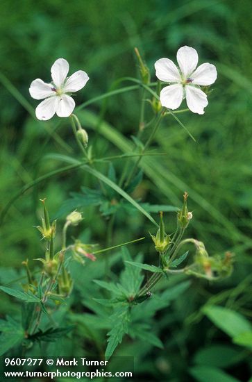 Geranium richardsonii