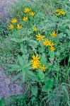 Clump of Arnica among rocks