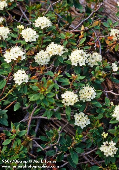 Ledum glandulosum
