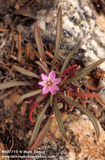 Lewisia pygmaea