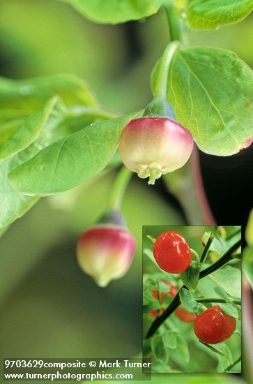 Vaccinium parvifolium
