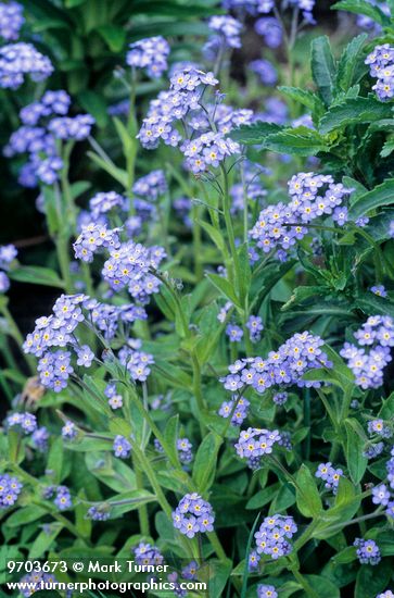 Myosotis sylvatica