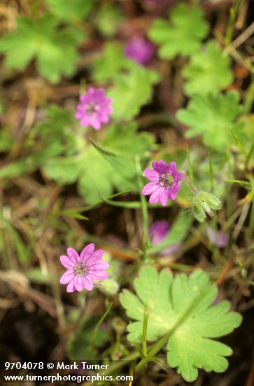 Geranium molle