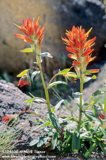 Castilleja miniata ssp. dixonii