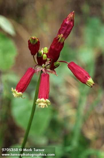 Dichelostemma ida-maia