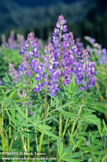 Lupinus latifolius