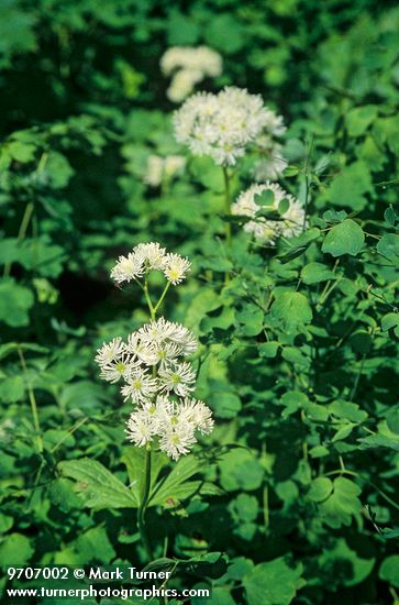 Trautvetteria caroliniensis