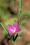 Clarkia gracilis