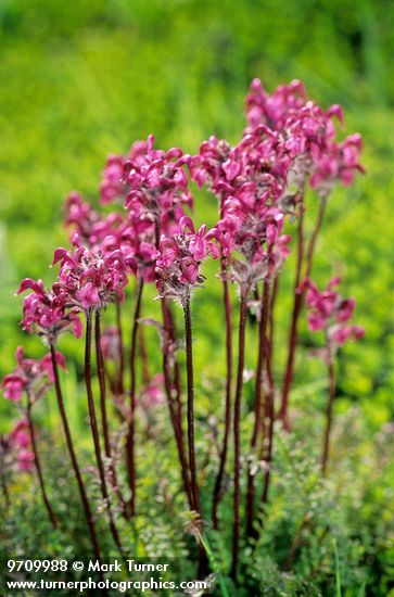 Pedicularis ornithorhyncha