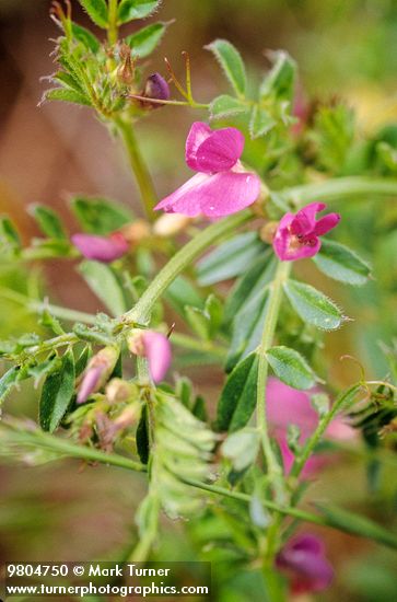 Vicia sativa