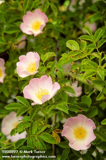 Rosa eglanteria