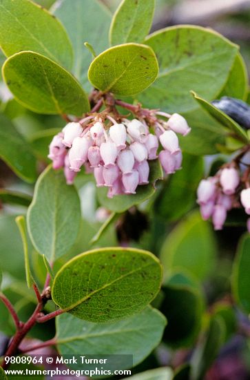 Arctostaphylos patula