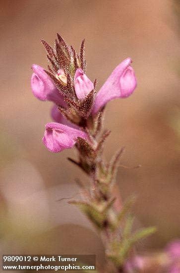 Orthocarpus bracteosus