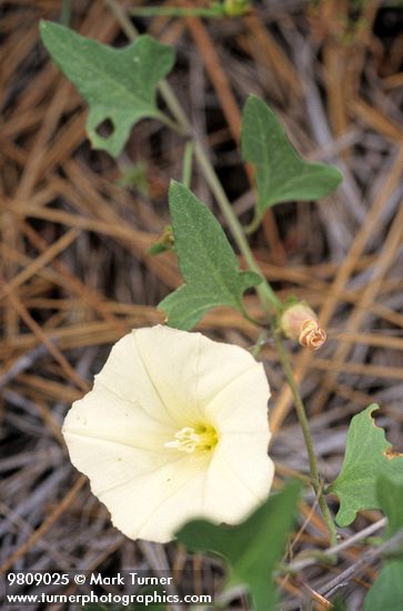 Calystegia occidentalis