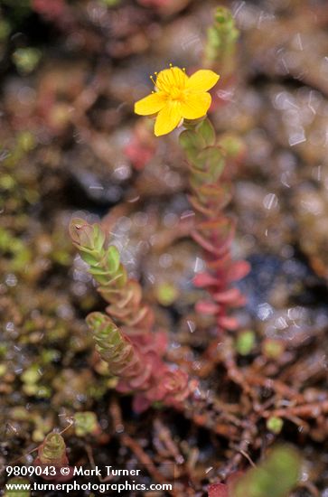 Hypericum anagalloides