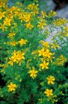 Common St. Johnswort