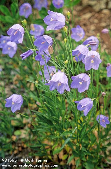 Campanula rotundifolia