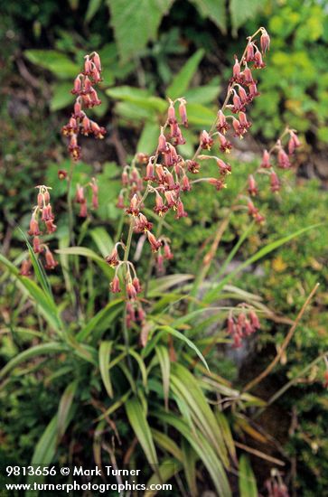 Stenanthium occidentale