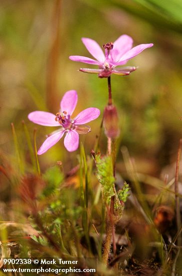 Erodium cicutarium