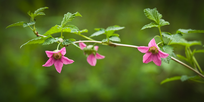 Rubus spectabilis