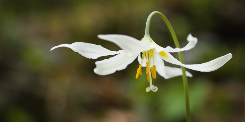 Erythronium oregonum