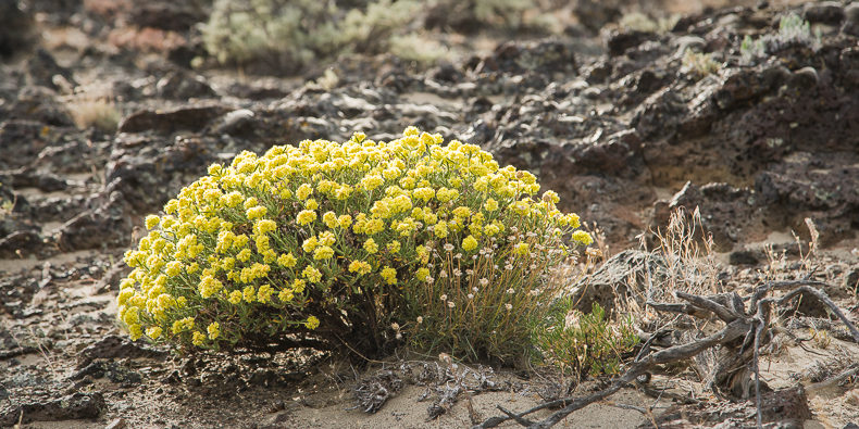 Eriogonum sphaerocephalum