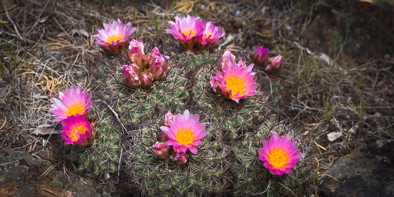 Pediocactus nigrispinus