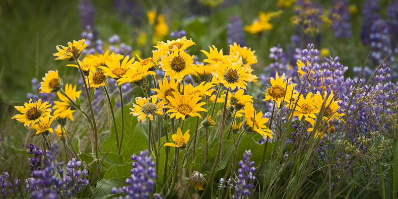Balsamorhiza sagittata, Lupinus sulphureus