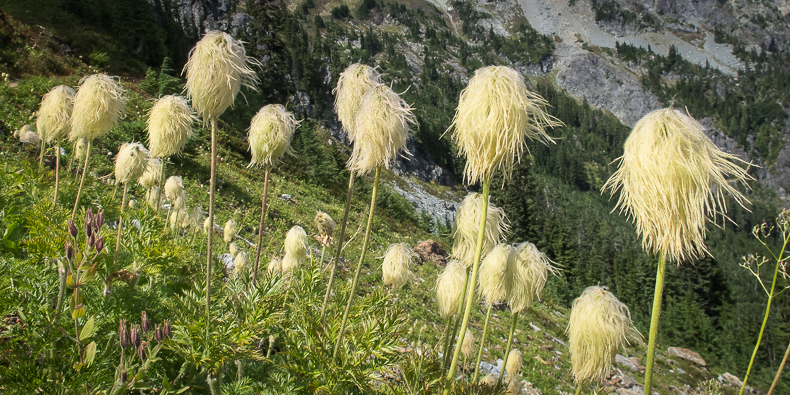 Anemone occidentalis