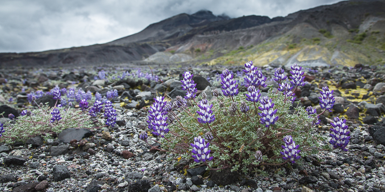 Lupinus lepidus var. lobbii