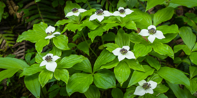 Cornus unalaschkensis