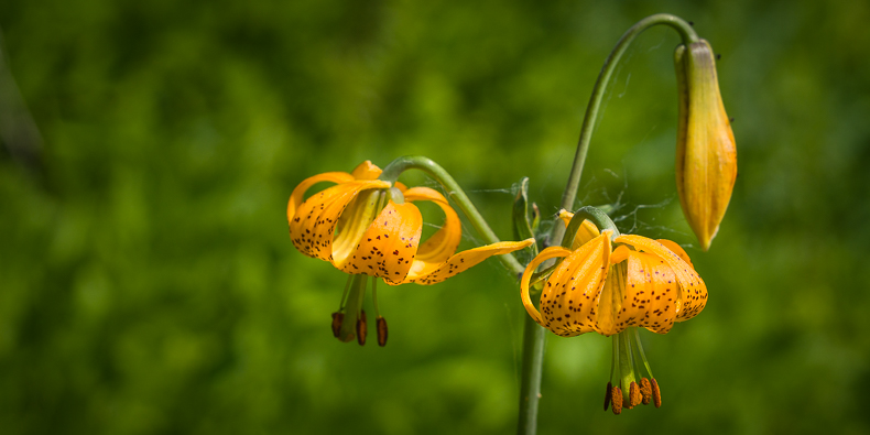 Lilium columbianum