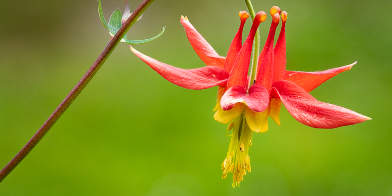 Aquilegia formosa