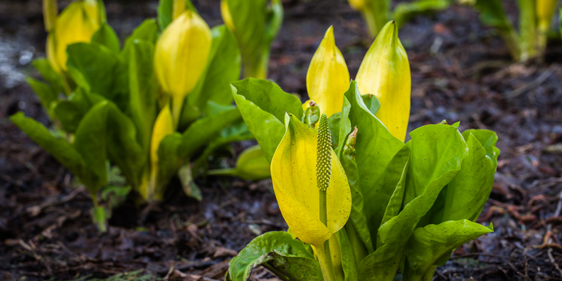 Lysichiton americanus