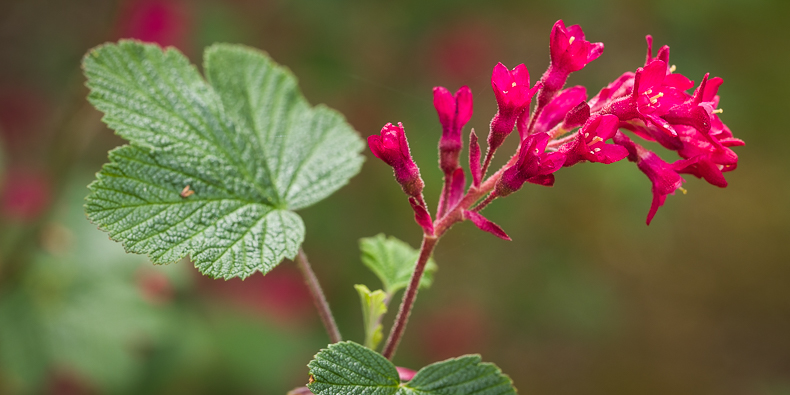 Ribes sanguineum