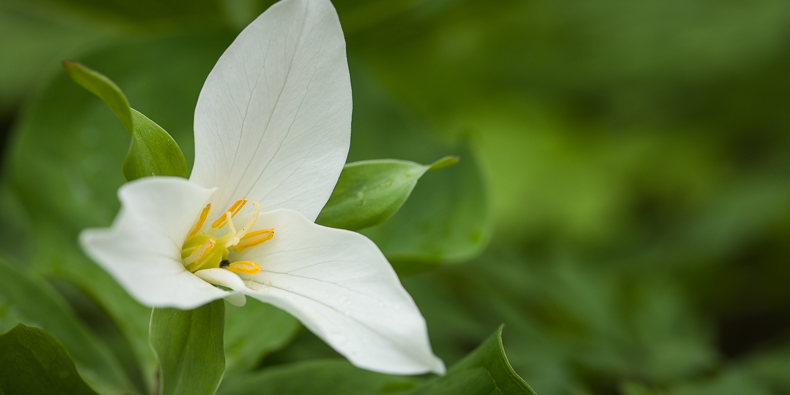 Trillium ovatum