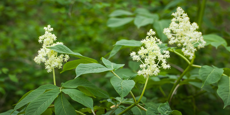 Sambucus racemosa