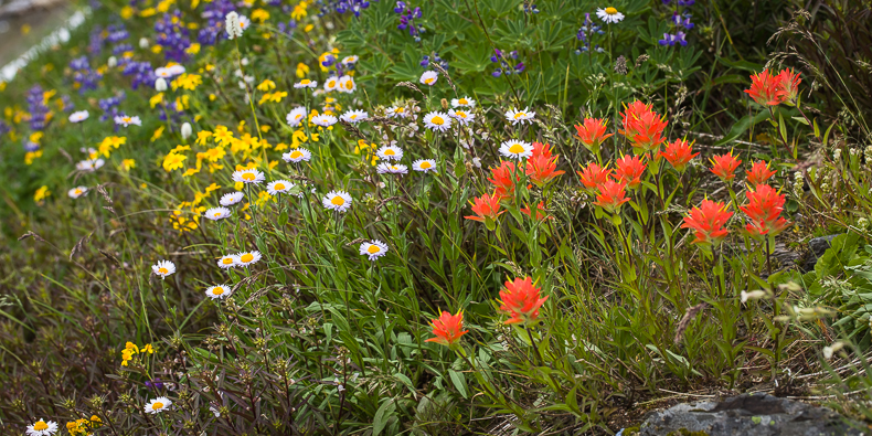 Castilleja miniata, Erigeron glacialis