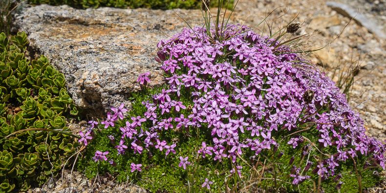 Silene acaulis