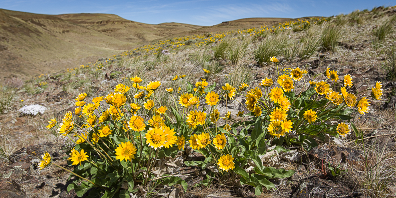 Balsamorhiza careyana