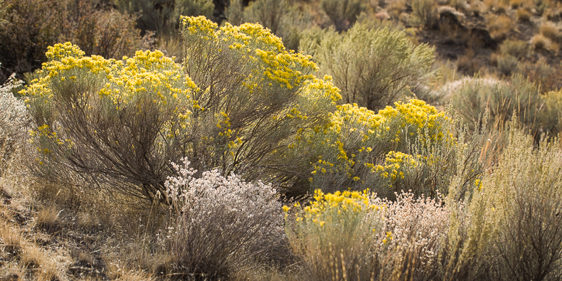 Ericameria nauseosa, Eriogonum niveum