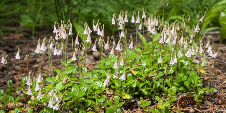 Linnaea borealis